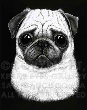 BLACK & WHITE PUG